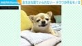 「取らないよ（笑）」寝るよりもマスクを死守…執着心が強すぎるチワワが話題