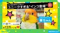 おてんばなインコの“クセ強”な登場シーンに「こんなの見た事ない」「泳いでます?」と驚きの声