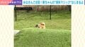 柴犬がボール遊び中に“まさかの消失”→絶妙すぎる瞬間に「どーこだ？」「死角で消えたww」などの声