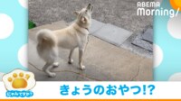 【映像】雨粒を食べようと空中をパクパクする犬