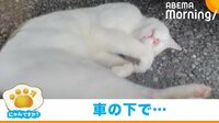 【映像】車の下で爆睡する猫の寝顔