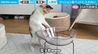 【映像】二足歩行でウロウロする猫