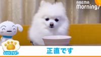 【映像】おやつを見た瞬間→プイッ ポメラニアンの正直すぎる反応