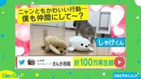 108万回超再生されたねこ
