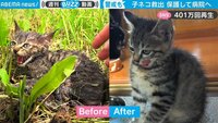 【映像】保護された子猫が変わっていく様子