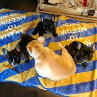 「うちの子凄い」草なぎ剛、親子で遊ぶ愛犬・クルミに感激