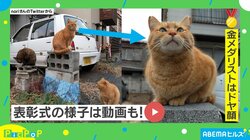 一体何の競技が…！  メダリスト風に並んだ3匹の猫がTwitterで話題 1位は「誇らしげな佇まい」