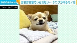 「取らないよ（笑）」寝るよりもマスクを死守…執着心が強すぎるチワワが話題