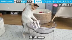 「メシ食いながら吹いた」猫が突然の二足歩行でウロウロ 衝撃の光景に「見たことない猫の動き」ネット騒然