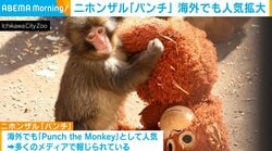 ニホンザル「パンチ」 海外でも人気拡大