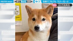 身に迫る恐怖に“ガクブル”が止まらない柴犬 健気な姿に「震えながら耐えてる姿に泣ける」