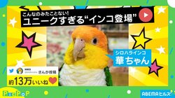 おてんばなインコの“クセ強”な登場シーンに「こんなの見た事ない」「泳いでます?」と驚きの声