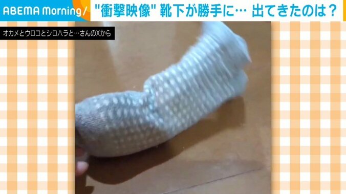 ズグロシロハラインコのパルムちゃん（6歳）