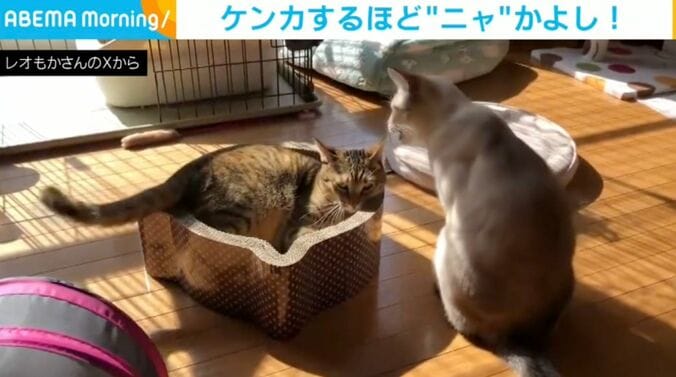 レオくん（6歳）、もかちゃん（6歳）