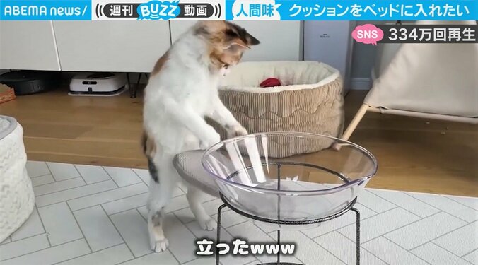 「メシ食いながら吹いた」猫が突然の二足歩行でウロウロ 衝撃の光景に「見たことない猫の動き」ネット騒然 1枚目