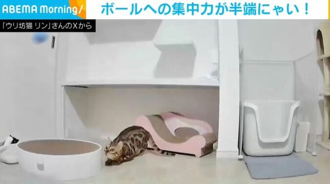 ベンガルのリンちゃん