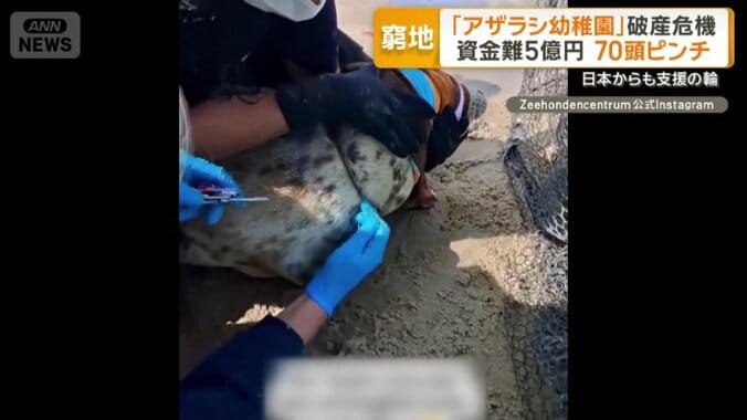 網が首に絡まったアザラシ