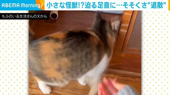 猫のミーナちゃん