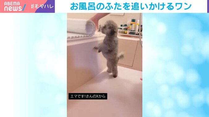 トイ・プードルのエマちゃん