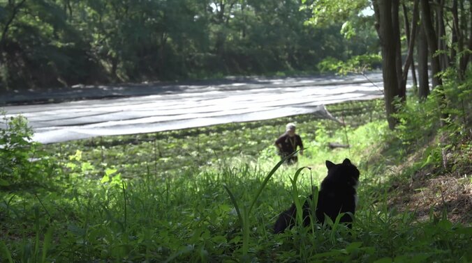 猫と旅、してみるニャ？ 癒し系番組「旅猫ロマン」3作品が初放送 7枚目