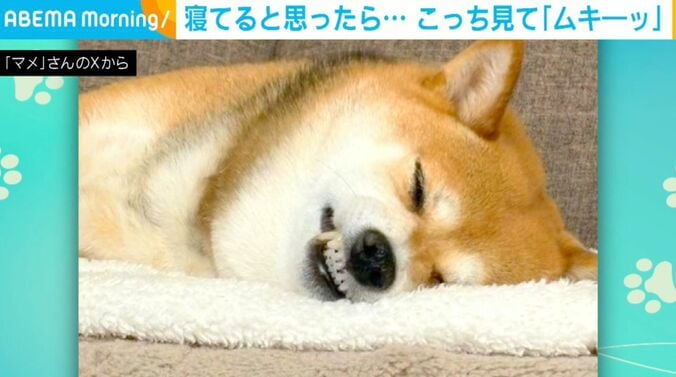 柴犬のまめちゃん
