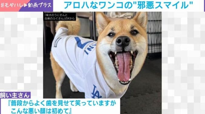 柴犬・うにちゃん