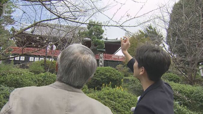“10月と思えない珍現象”上野公園でソメイヨシノ開花 「今咲いたら春は…」 1枚目