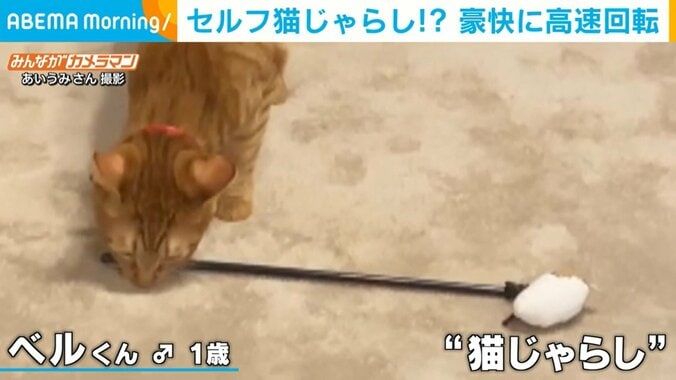 “セルフ猫じゃらし”で高速回転?? 猫の豪快な遊び方に飼い主「突然のことで驚いた」 1枚目