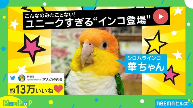 おてんばなインコの“クセ強”な登場シーンに「こんなの見た事ない」「泳いでます?」と驚きの声 1枚目