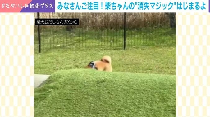 柴犬・おだしくん
