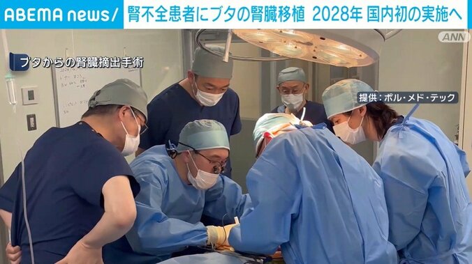 ブタからの腎臓摘出手術の様子