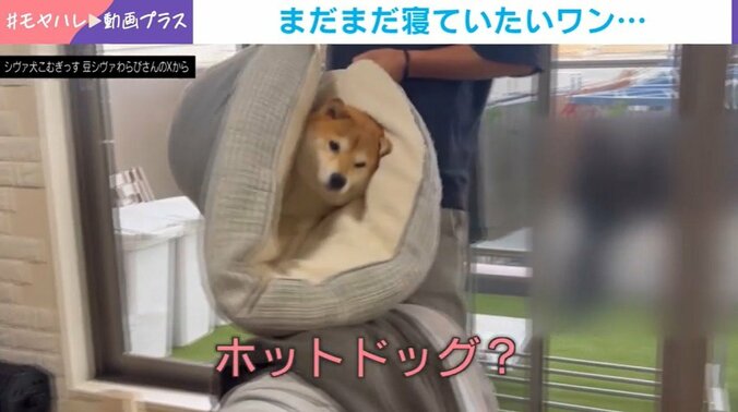 柴犬のわらびちゃん