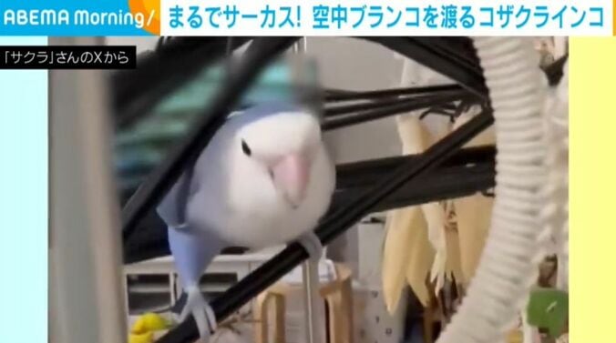 コザクラインコのモモくん