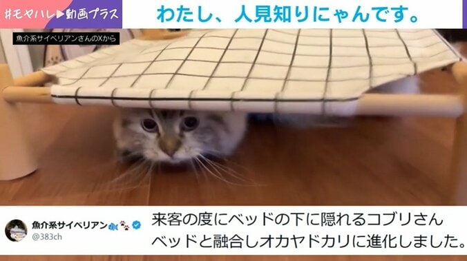 人見知り猫