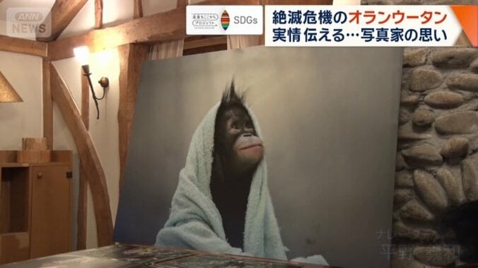 毛布にくるまり、宙を見つめるオランウータンの赤ちゃん