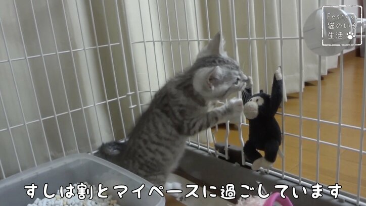 猫「お姉ちゃんって呼んでもいい…？」 姉妹のドキドキ10日間を放送決定