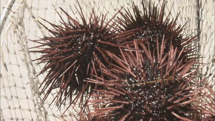 高級ウニ3万個どこへ 小さいサイズにすり替えられる 被害額6000万円 熊本・天草