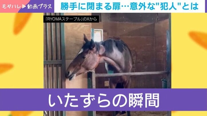 マオノサーラちゃん