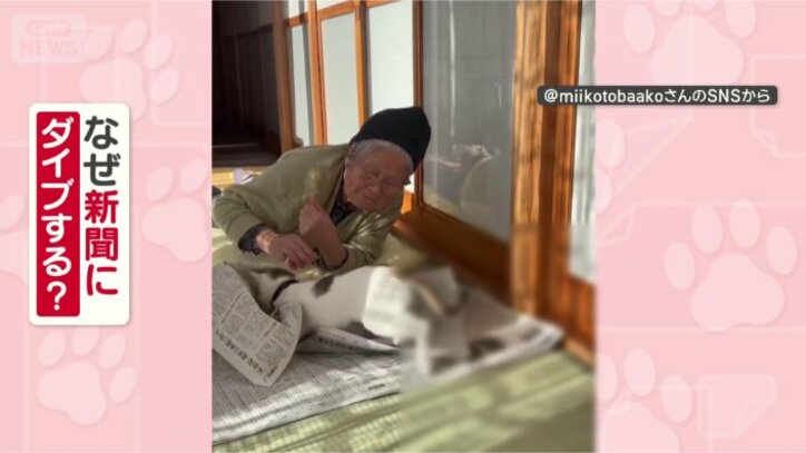 なぜ新聞にダイブするの？