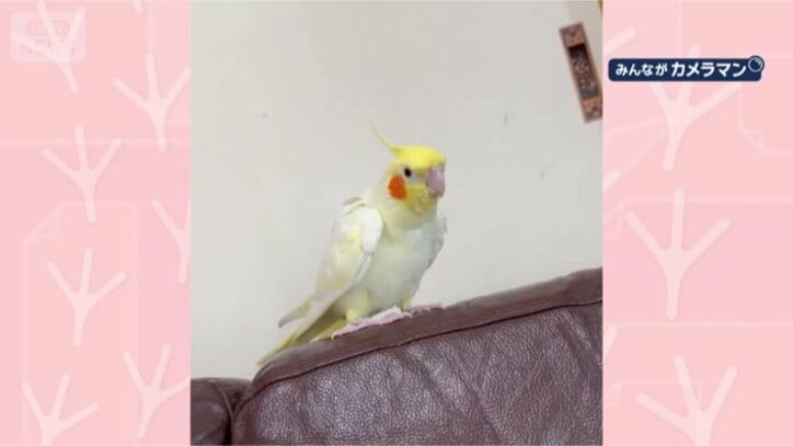 お散歩してます