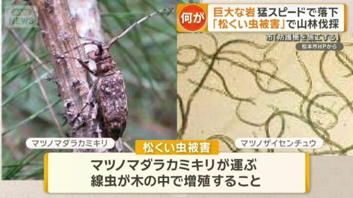 松が枯れる原因