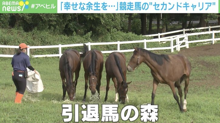 大半が余生を全うできず… “競走馬のセカンドキャリア”支援に課題も