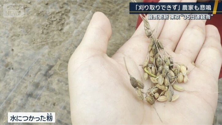 水につかったもみ
