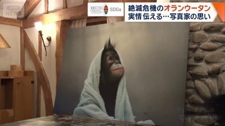 毛布にくるまり、宙を見つめるオランウータンの赤ちゃん