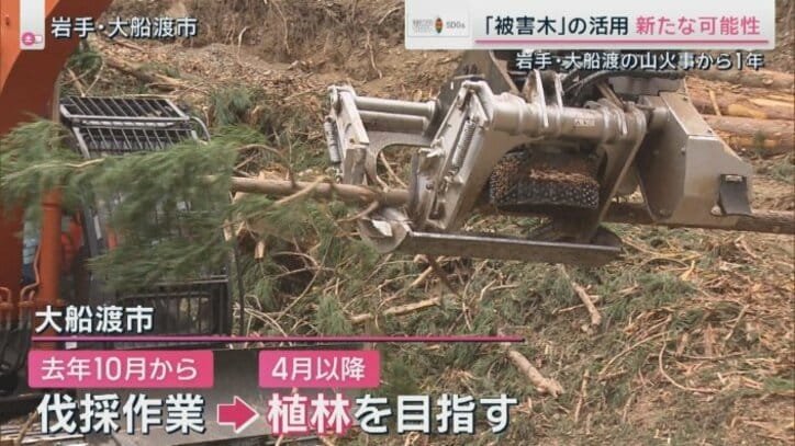 大船渡での伐採作業