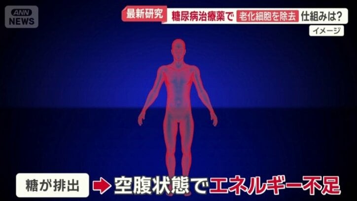 体全体がエネルギー不足に