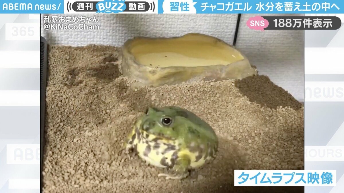 水分を蓄え土の中へ…丸っこいカエルがくるくる回転しながら潜る
