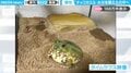 水分を蓄え土の中へ…丸っこいカエルがくるくる回転しながら潜る“タイムラプス動画”に「動きがかわいいなあ」「何度見ても面白い」