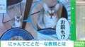猫「お前もカリカリ食うのか…」驚愕したような“表情”に「最っ高」「ツナ缶の反応も気になります」と絶賛の声