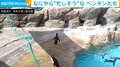 夢中でチョウを追いかけるペンギンの“あざと可愛い”習性に「鬼ごっこみたい」「動きが気になるよね（笑）」と視聴者くぎ付け